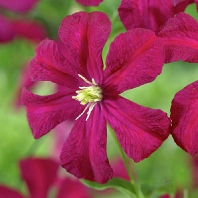 Клематис МАДАМ ДЖУЛИЯ КОРРЕВОН в Пинске