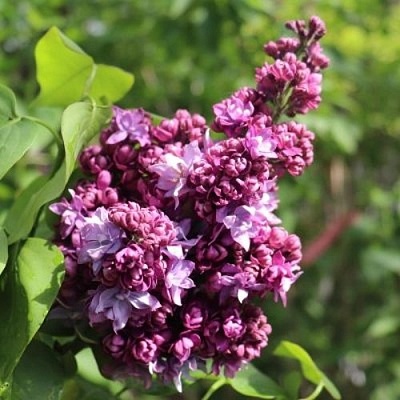 Сирень МАРШАЛ МАЛИНОВСКИЙ в Пинске