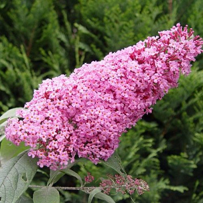 Буддлея давида ПИНК ДЕЛАЙТ в Пинске