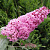 Буддлея давида ПИНК ДЕЛАЙТ в Пинске