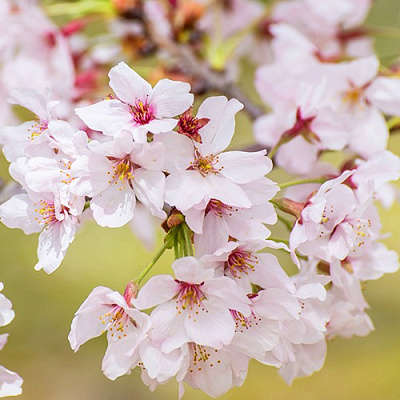 Сакура КОЙО НО МАЙ в Пинске