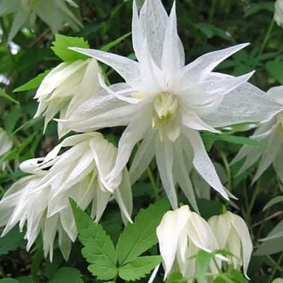 Княжик АЛЬБИНА ПЛЕНА белый махровый в Пинске