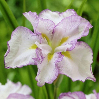 Ирис ЛЕДИ ИН ВЕЙТИНГ японский в Пинске