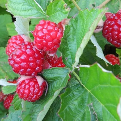 Ежемалина РЕД ДАЙМОНД в Пинске