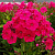 Флокс МИСС МЭРИ метельчатый в Пинске