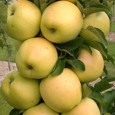 Яблоня колонновидная в Пинске