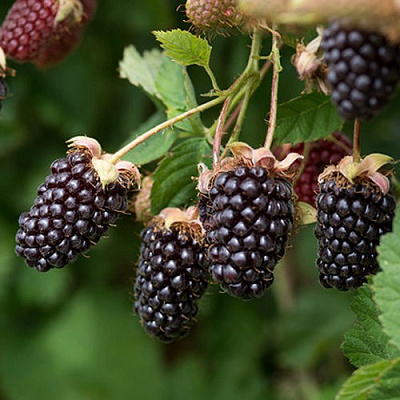 Ежемалина БОЙСЕНБЕРРИ в Пинске