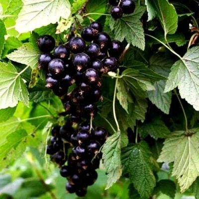 Смородина чёрная БЕЛОРУССКАЯ СЛАДКАЯ в Пинске