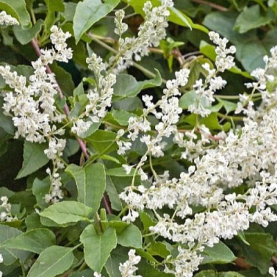 Фаллопия АУБЕРТА в Пинске