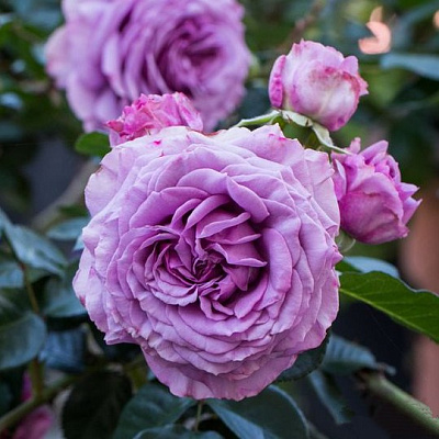 саженцы розы Сильвер Квик