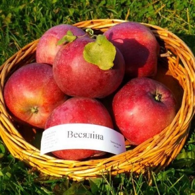 Яблоня ВЕСЯЛИНА в Пинске