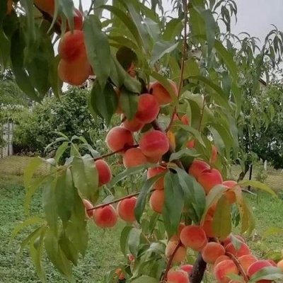 Персик ВУЛКАН в Пинске