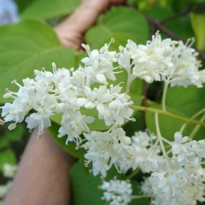 Сирень АМУРСКАЯ в Пинске