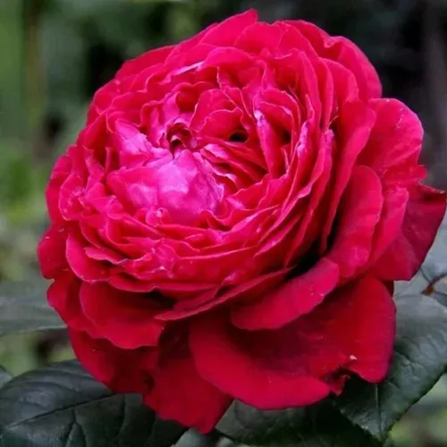 Роза 4 ВЕТРОВ флорибунда  в Пинске