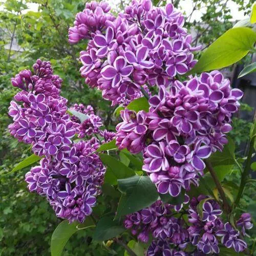 Сирень СЕНСАЦИЯ в Пинске