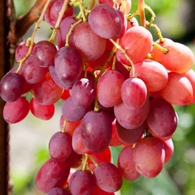 Купить Виноград АНЮТА в Пинске - описание, отзывы