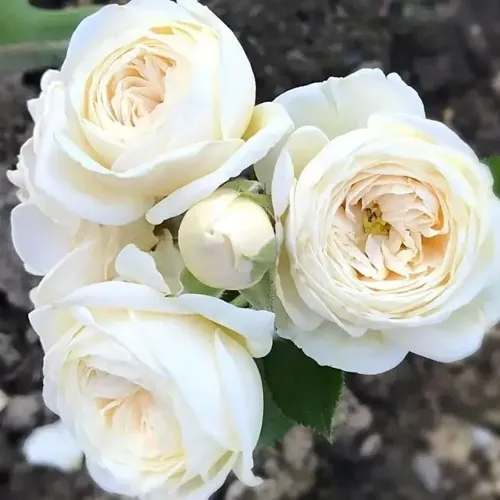 Роза АРТЕМИС шраб в Пинске