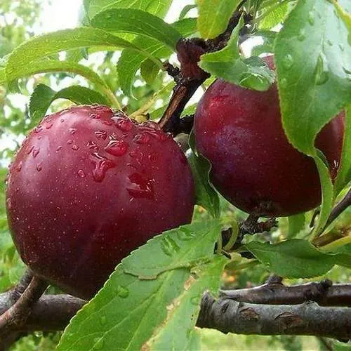 Слива КЛЕОПАТРА в Пинске