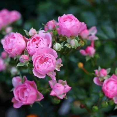Роза полиантовая в Пинске