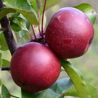 Яблоня красномясая в Пинске