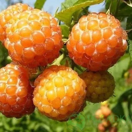 Малина КУМБЕРЛЕНД желтая в Пинске